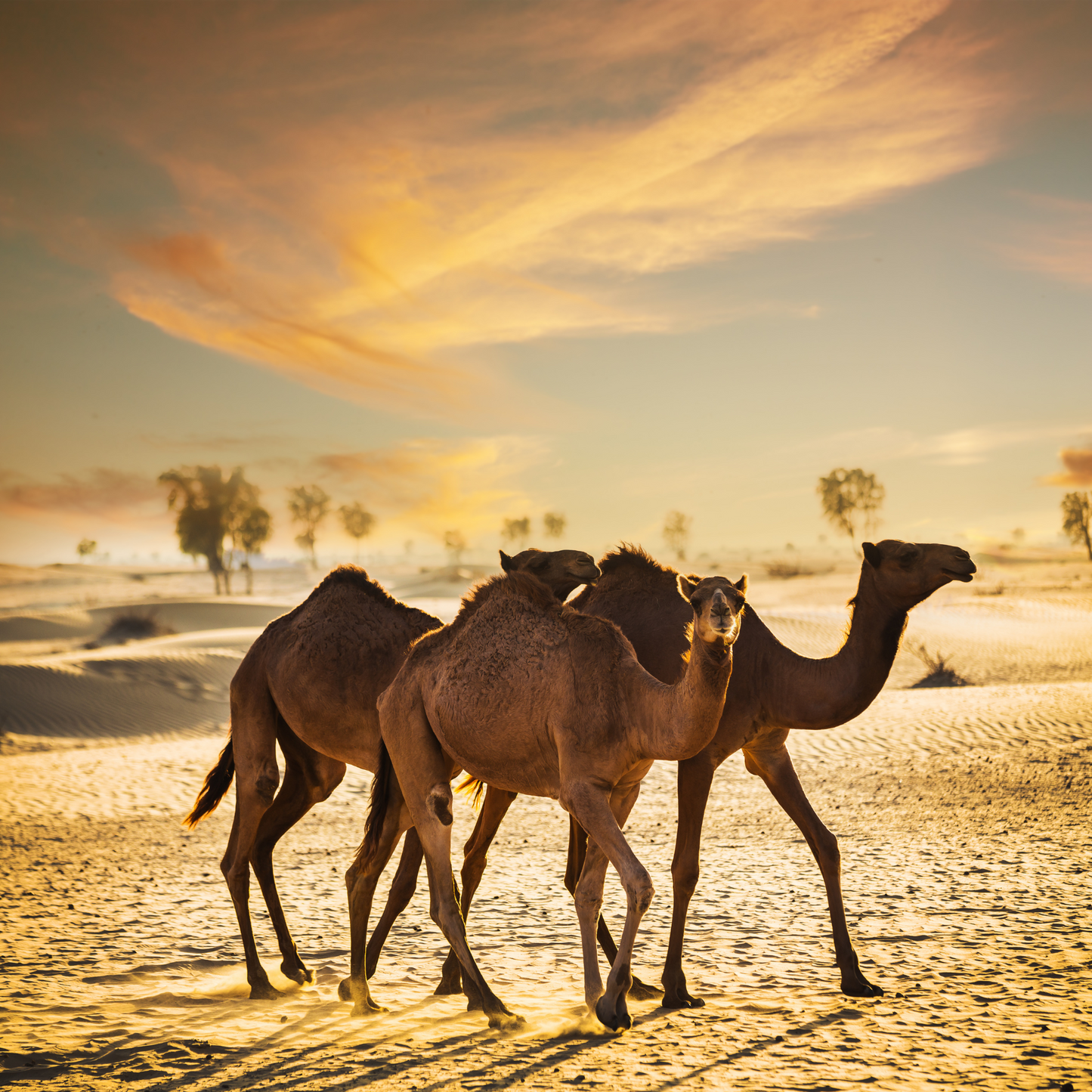 Tour a Turquía y Dubai Año Nuevo 2026 (vuelos incluidos)